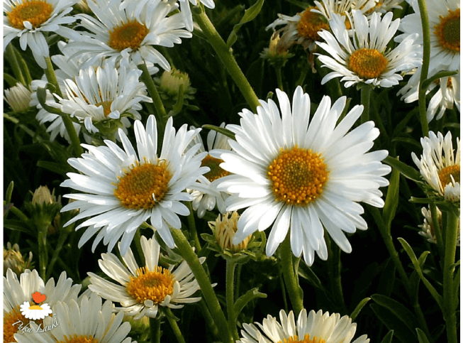 Aster alpinus var. albus